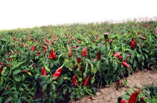 Интересные факты чили перец. Интересные факты о перце. 10 Интересные факты чили перец. Интересные факты о перце. 10