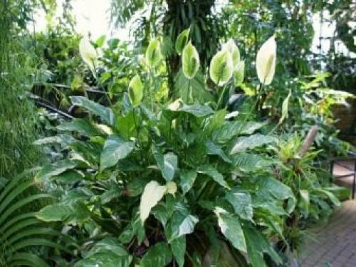 Цветок дамское счастье. Уход за спатифиллумом 07