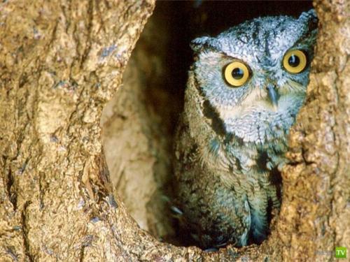 Интересные факты о зрении животных. 