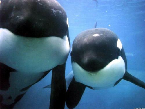 Детеныши китов начали красть молоко чужих матерей