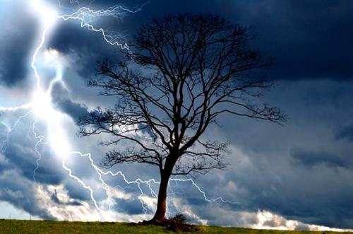 Дерево в которое ударила молния. Клад под деревом, пораженным молнией: миф или реальность?