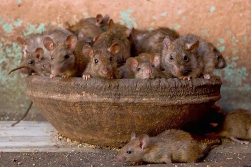 Интересные факты индия. Индия: интересные факты о стране 20