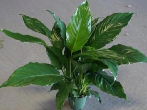 Цветок дамское счастье. Уход за спатифиллумом 03