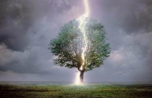 В какое дерево чаще всего бьет молния. Когда молния бьёт в дерево!