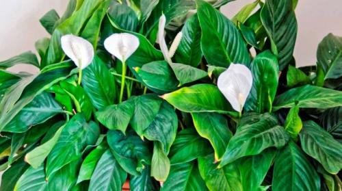 Женское счастье цветок родина. Спатифиллум: описание и родина растения