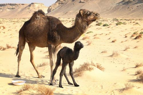 Молоко кита. Занимательные факты о молоке в закладки 12