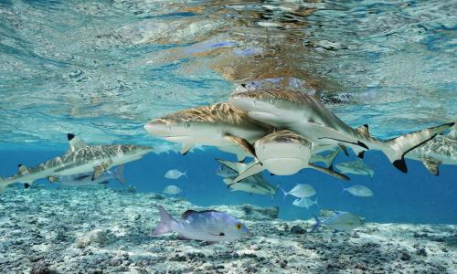 Океанология интересные факты. 30 сумасшедших фактов о Мировом океане