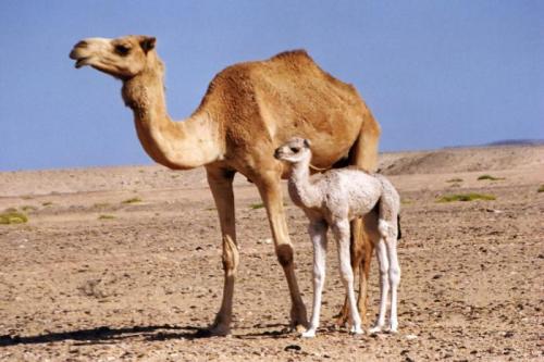 Для чего у верблюда горбы. Зачем верблюду нужен горб. 01