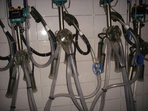 Молоко кита. Занимательные факты о молоке в закладки 12