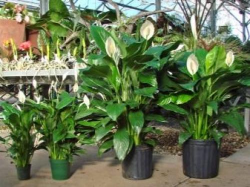 Цветок дамское счастье. Уход за спатифиллумом 08