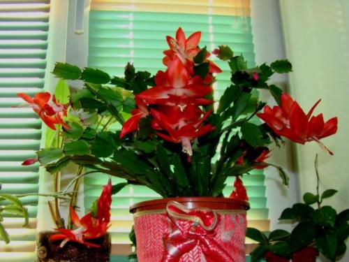 Декабрист виды. Декабрист — особенности ухода, сезонность растения, лечение болезней (90 фото + видео)