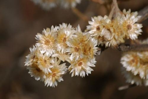 Как засушить цветы для вазы. Как правильно засушить растения