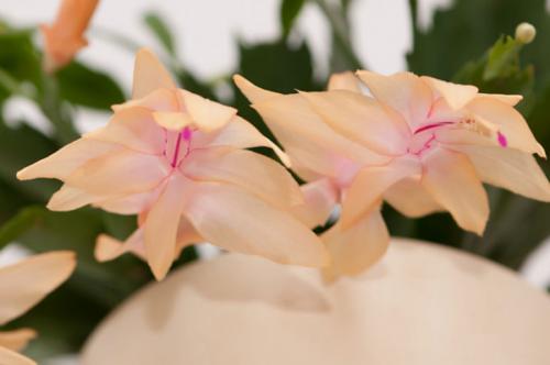 Декабрист виды. Декабрист — особенности ухода, сезонность растения, лечение болезней (90 фото + видео)