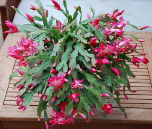 Декабрист виды. Декабрист — особенности ухода, сезонность растения, лечение болезней (90 фото + видео)