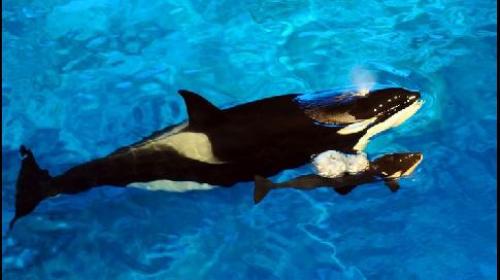 Как косатка кормит детенышей. Косатка животное (лат. Orcinus orca)