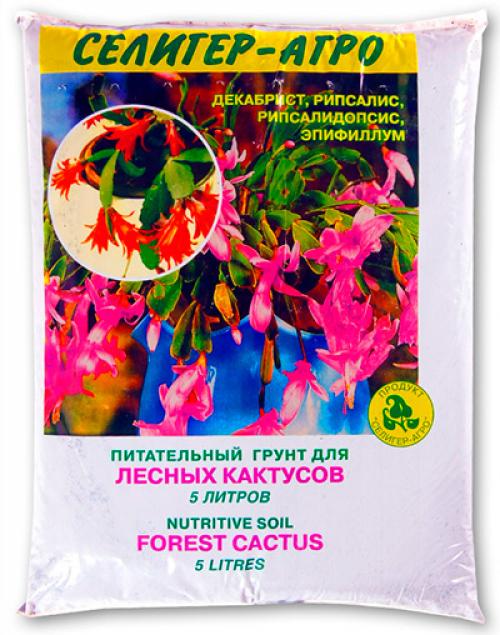 Декабрист цветок размножение. Способы размножения декабриста (шлюмбергеры) в домашних условиях