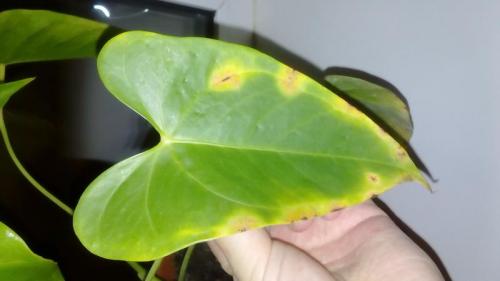 Цветок мужское счастье чернеют листья. Почему у Антуриума чернеют листья
