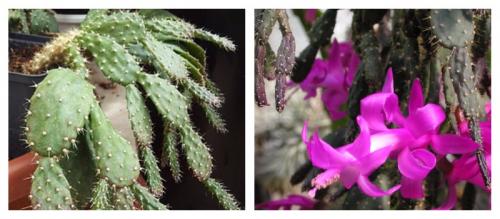 Цветок похожий на декабрист. Виды