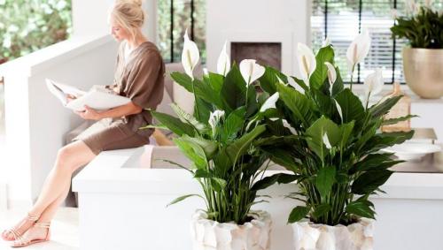 Женское счастье цветок. Польза и приметы