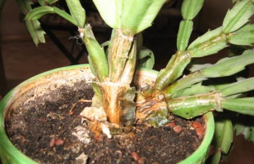 Как реанимировать декабрист. Почему вянет декабрист: причины, и что делать