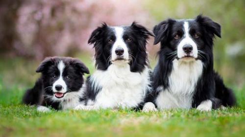 Домашние собаки для квартиры маленькие. ТОП 10 средних пород собак для квартиры