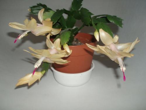 Декабрист виды. Декабрист — особенности ухода, сезонность растения, лечение болезней (90 фото + видео)