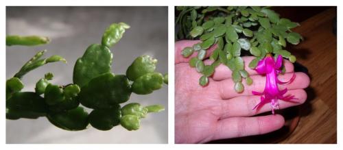 Цветок похожий на декабрист. Виды