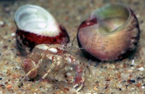 Рак отшельник. Описание и особенности