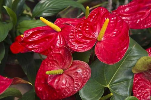 Почему плачет цветок мужское счастье. Цветок «Мужское счастье» — приметы и суеверия