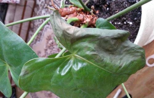 Цветок мужское счастье чернеют листья. Почему у Антуриума чернеют листья