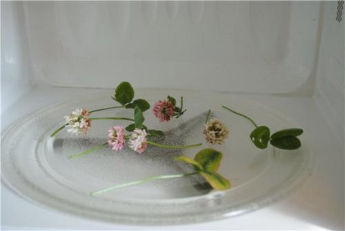 Как сушить цветы, чтобы они не теряли цвет. 12 способов засушить живые цветы