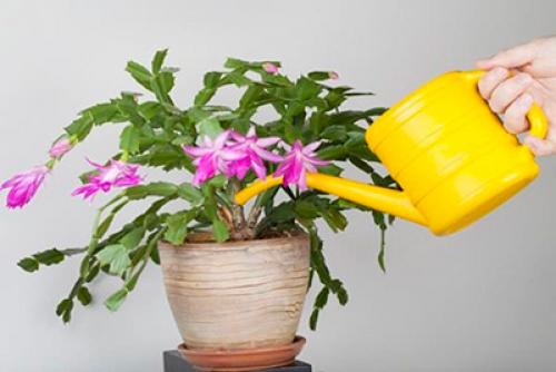 Декабрист цветок размножение. Способы размножения декабриста (шлюмбергеры) в домашних условиях