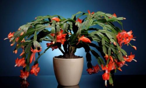 Декабрист виды. Декабрист — особенности ухода, сезонность растения, лечение болезней (90 фото + видео)