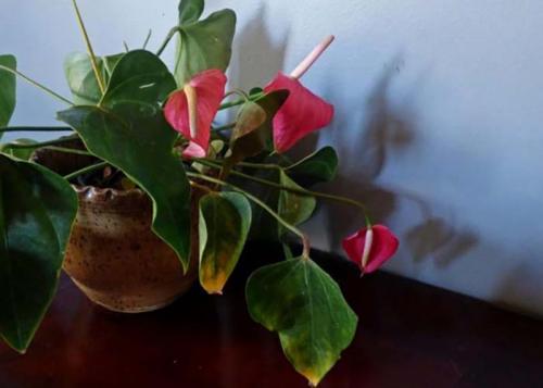 Мужское счастье цветок желтеют листья. Почему желтеют и сохнут листья у антуриума