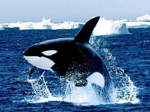 Как косатка кормит детенышей. Косатка животное (лат. Orcinus orca)