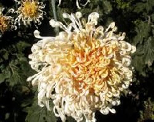 Кто создал Доширак. Изобретение века: кто придумал «Доширак» 08