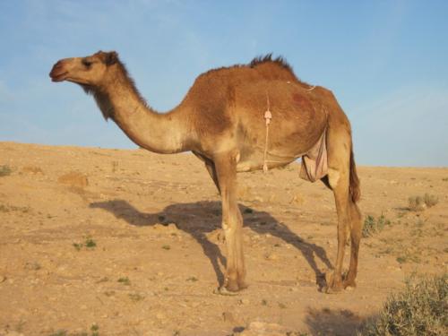 Описание верблюда. Верблюд — общая информация о верблюдах, виды, рацион + 104 фото