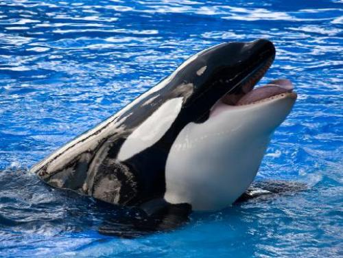 Как косатка кормит детенышей. Косатка животное (лат. Orcinus orca)