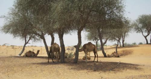 Описание верблюда. Верблюд — общая информация о верблюдах, виды, рацион + 104 фото