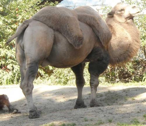 Описание верблюда. Верблюд — общая информация о верблюдах, виды, рацион + 104 фото