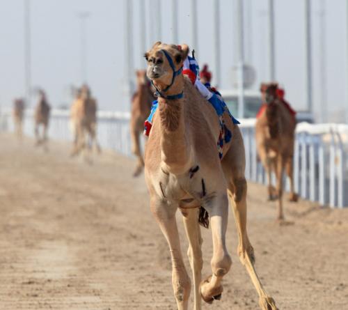 Описание верблюда. Верблюд — общая информация о верблюдах, виды, рацион + 104 фото