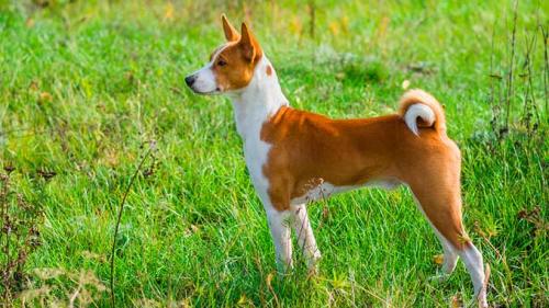 Домашние собаки для квартиры маленькие. ТОП 10 средних пород собак для квартиры