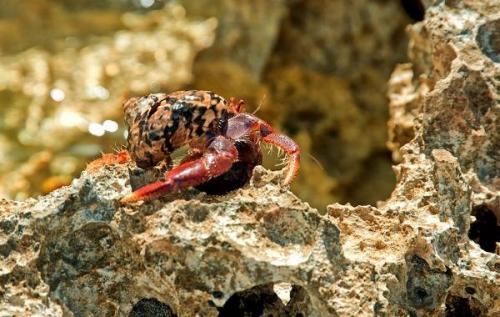 Рак отшельник. Описание и особенности