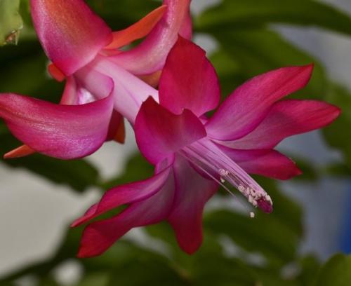 Декабрист виды. Декабрист — особенности ухода, сезонность растения, лечение болезней (90 фото + видео)