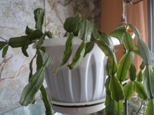 Как реанимировать декабрист. Почему вянет декабрист: причины, и что делать