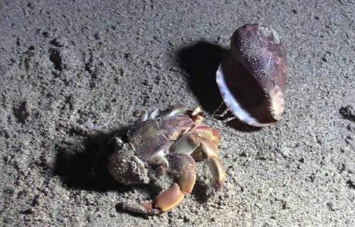 Рак отшельник. Описание и особенности