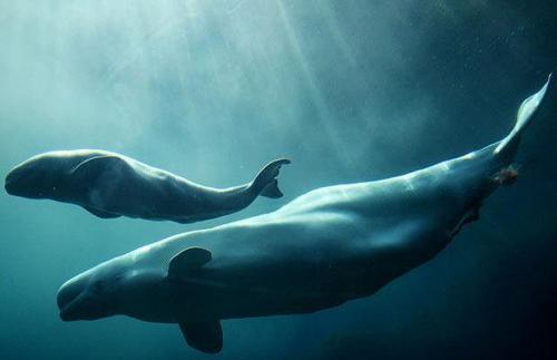 Как киты кормят детенышей молоком. Интересные факты про китят
