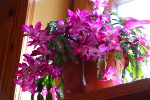 Декабрист виды. Декабрист — особенности ухода, сезонность растения, лечение болезней (90 фото + видео)