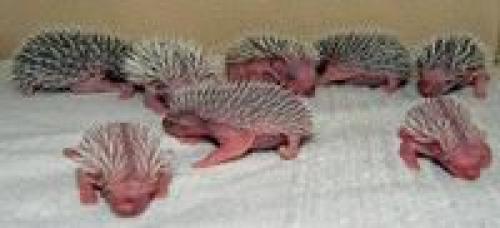 Кто создал Доширак. Изобретение века: кто придумал «Доширак» 09