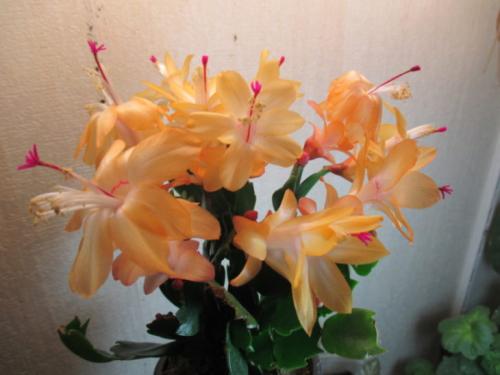 Декабрист виды. Декабрист — особенности ухода, сезонность растения, лечение болезней (90 фото + видео)